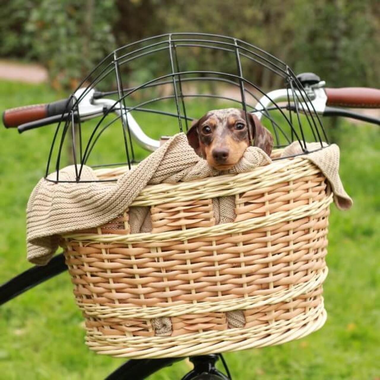 basil dog basket